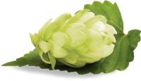 Hopfen